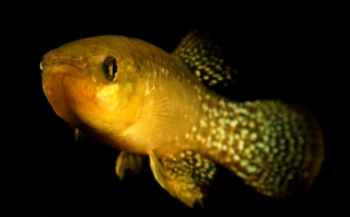 Atlantic killifish